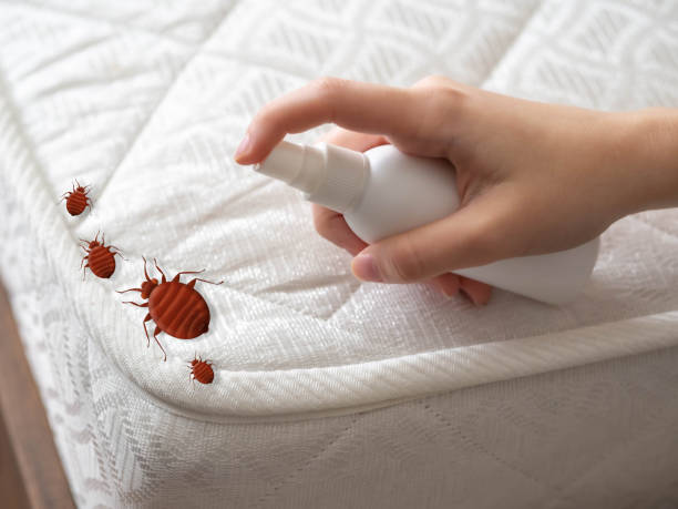 Best Emergency Pest Control  in Yaphank, NY