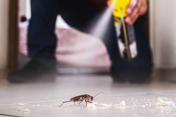 Best Flea Control Services  in Yaphank, NY